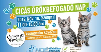 Katzenadoptionstag der besonderen Art