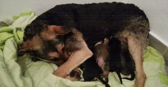 H&uuml;ndin bewahrte ihre Welpen vor dem Tod 