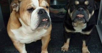 Gr&uuml;sse von Versace und Emma