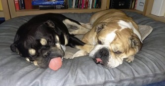 Versace und Emma, zwei Bullydamen im Gl&uuml;ck