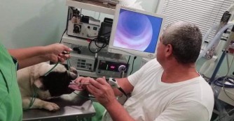 Winner hatte ein Loch in der Luftr&ouml;hre