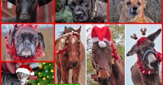 Unsere Weihnachtswunschliste 2019