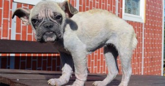 Yodina, wieder ein f&uuml;rchterlich vernachl&auml;ssigter Bully