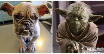 Yodina wird endlich geholfen