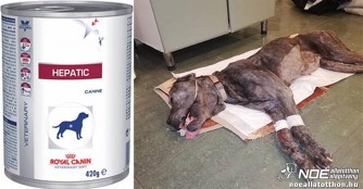 Zafir braucht Hepatic Futter!