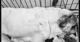 F&uuml;r Zo&eacute; kam jede Hilfe zu sp&auml;t :(